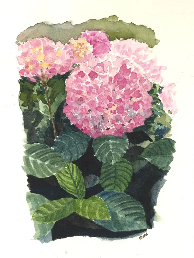 Hortensias roses et feuillage vert à l'aquarelle.